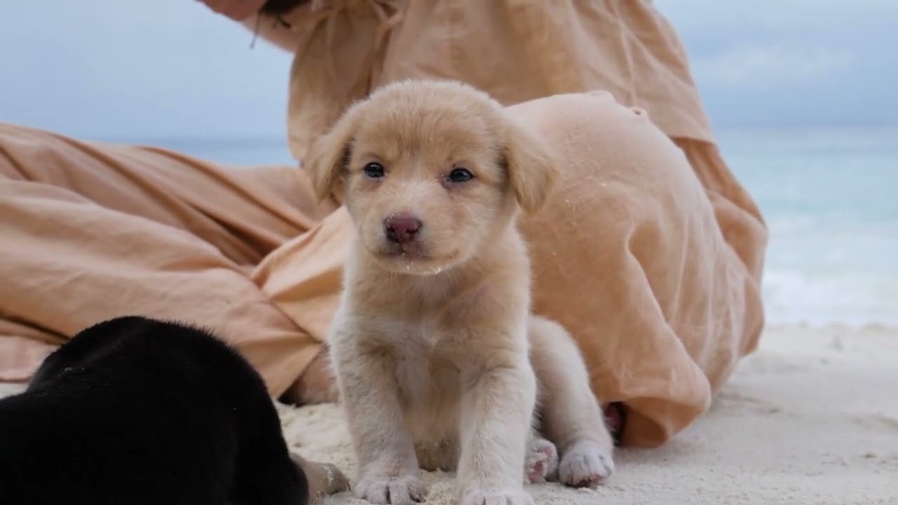 Music to help keep your dog stable｜Dog Music Quiet Time