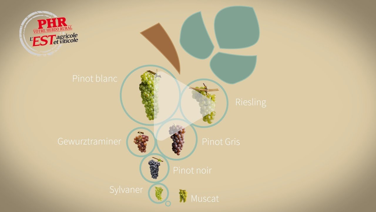 Le vignoble alsacien
