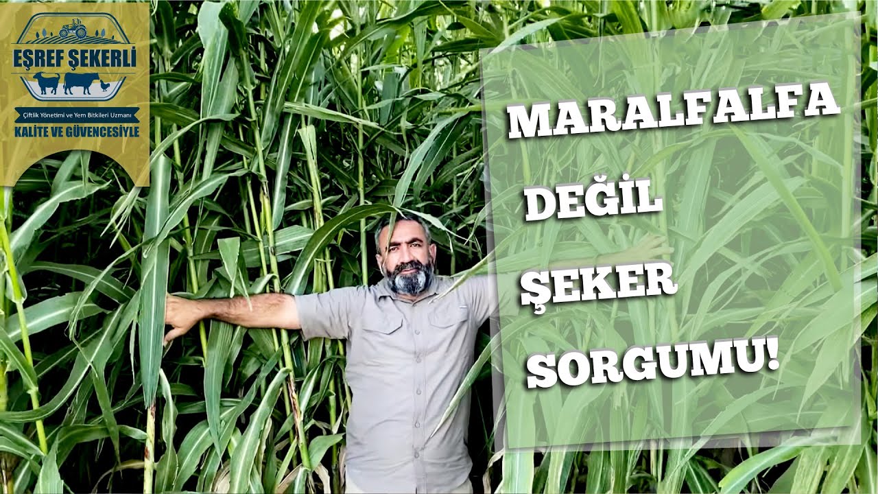 Maralfalfa Değil Şeker Sorgumu! #ŞekerSorgumu