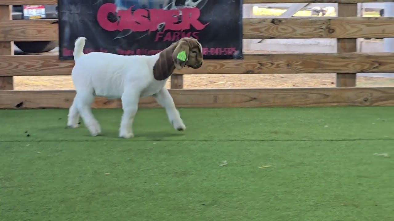 1711