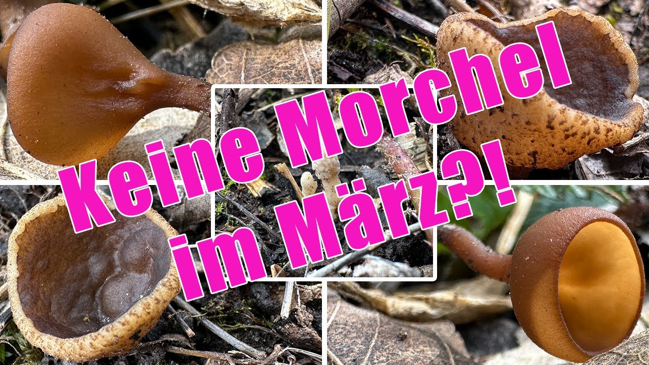Letzte Chance! Keine Morcheln im M&auml;rz 2025?! | Pilze sammeln im Fr&uuml;hling | 30.03.2025