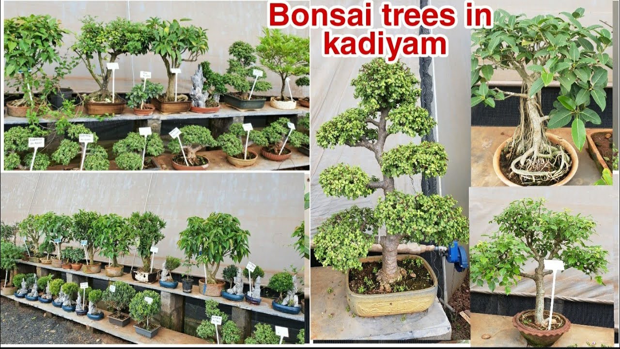 Rare and beautiful Bonsai trees with price in kadiyam nursery