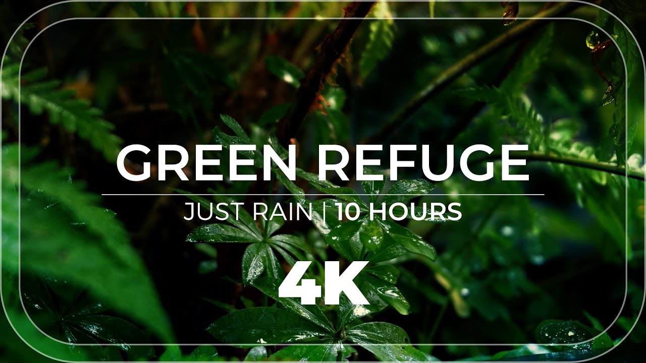 Green Refuge | 10 Hours of Rain for Relaxation & Meditation