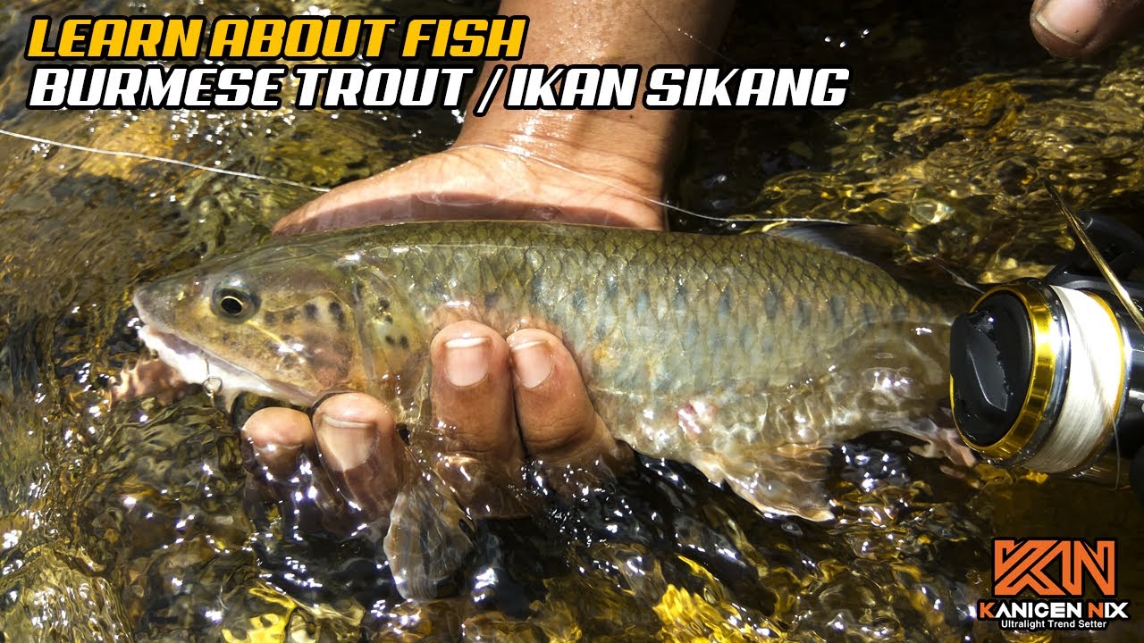 LEARN ABOUT FISH  - BURMESE TROUT / IKAN SIKANG / MALAYAN TROUT