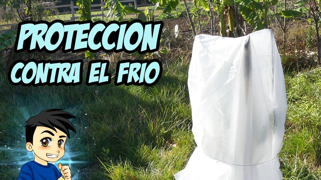 3 Formas de PROTEGER las PLANTAS del FRÍO 😨 l La Huerta de Ivan