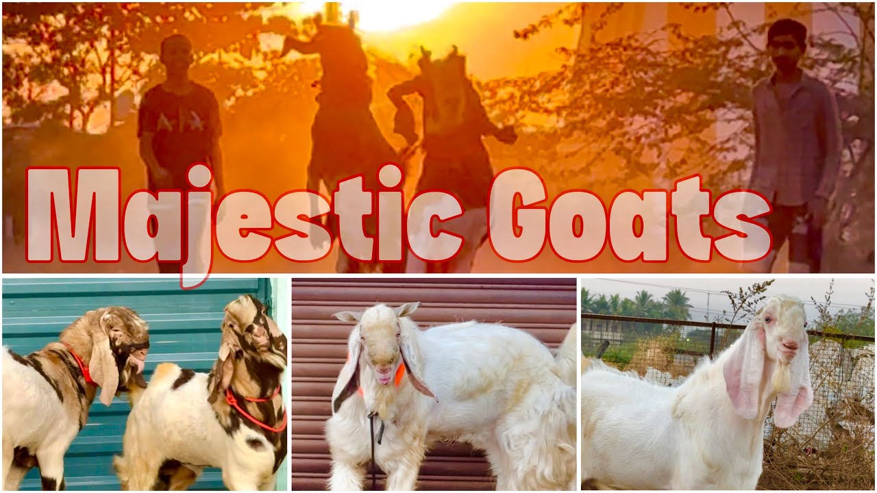 Majestic Goats of NGS Goat Farm, Solapur
