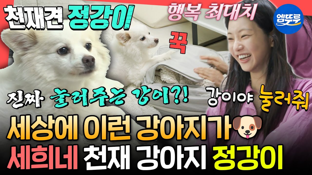 [전참시] 이불 넣기 1등 공신🐶 세희 말 척척 알아듣는 천재견 정강이의 하루ㅣ#이세희 MBC250809방송