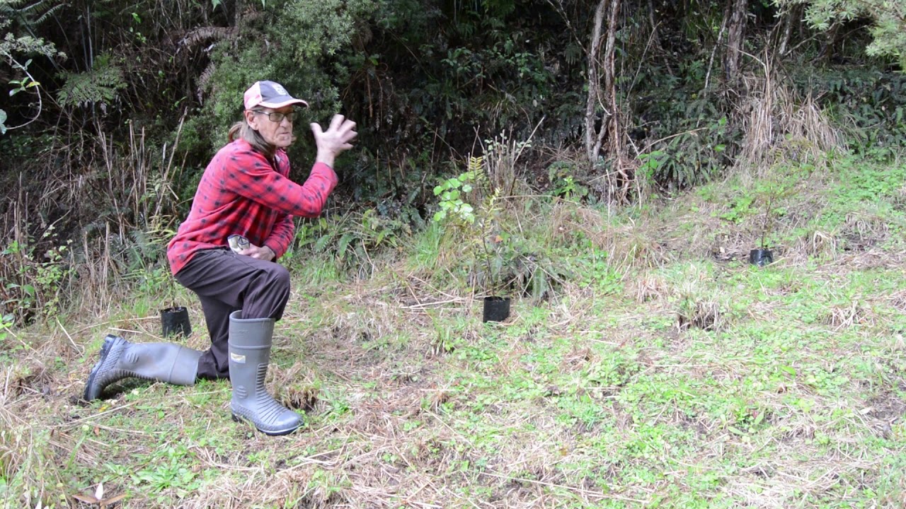 Growing kauri part 4