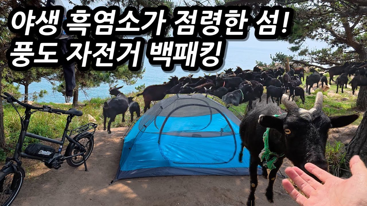 🐐야생 흑염소가 점령한 섬! 폭염에 흑염소 찾으러 다녀온 풍도 백패킹! l 🇰🇷안산,풍도