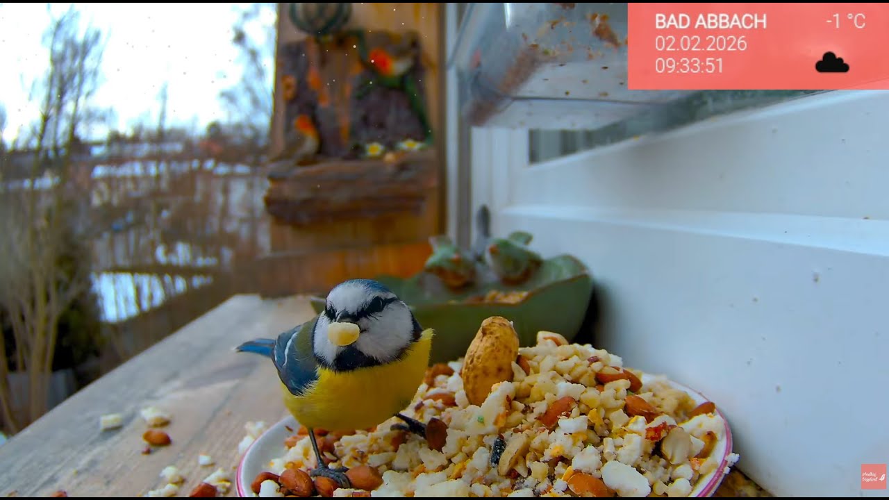 15.02. Vogelwelt am Sonntag 🐦 Live vom Fensterbrett