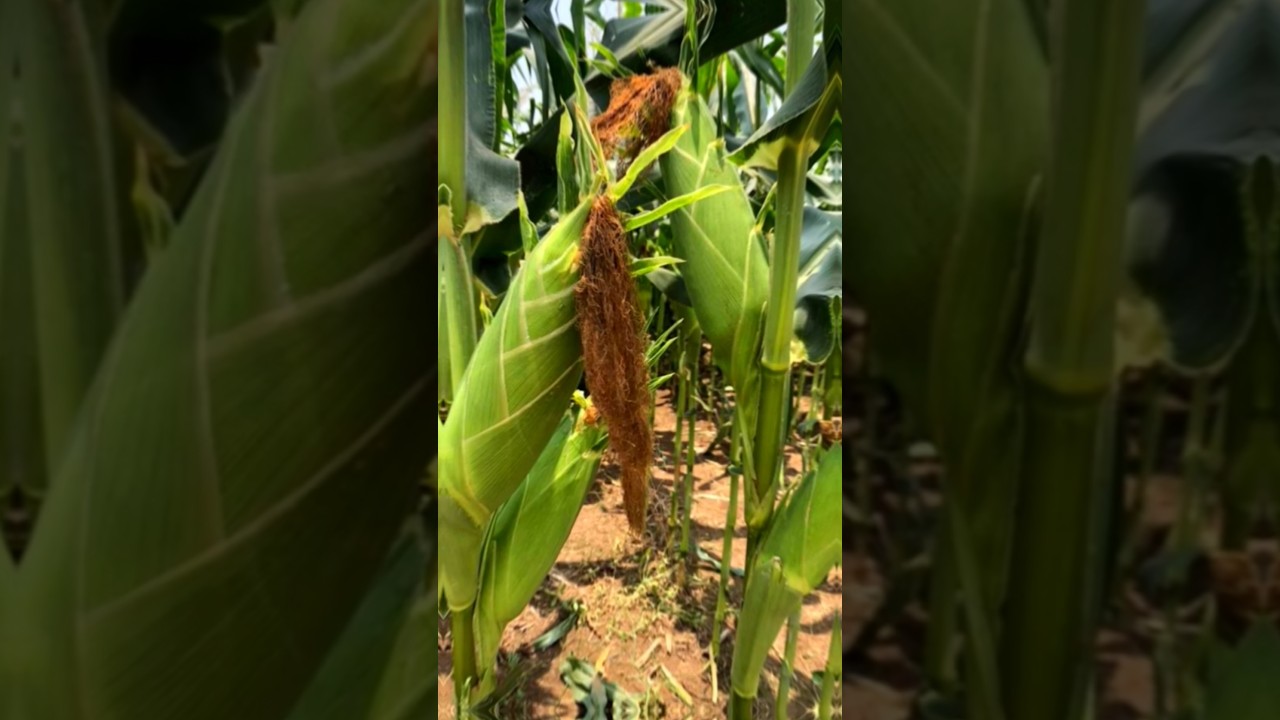 jagung manis madu, 2 tongkol per pohon