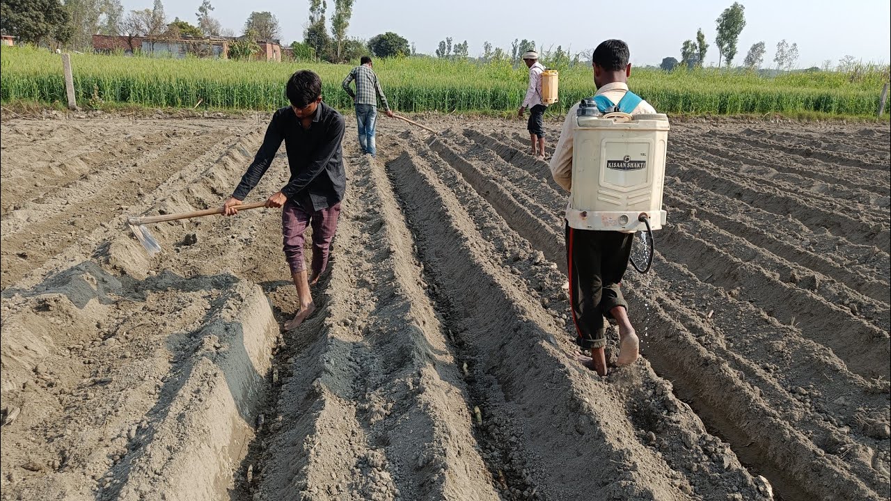 ये गलतिया ना करे सिंगल बड  गन्ने की बुवाई में  | single bud planting | एक ऑख के गन्ने की बुवाई