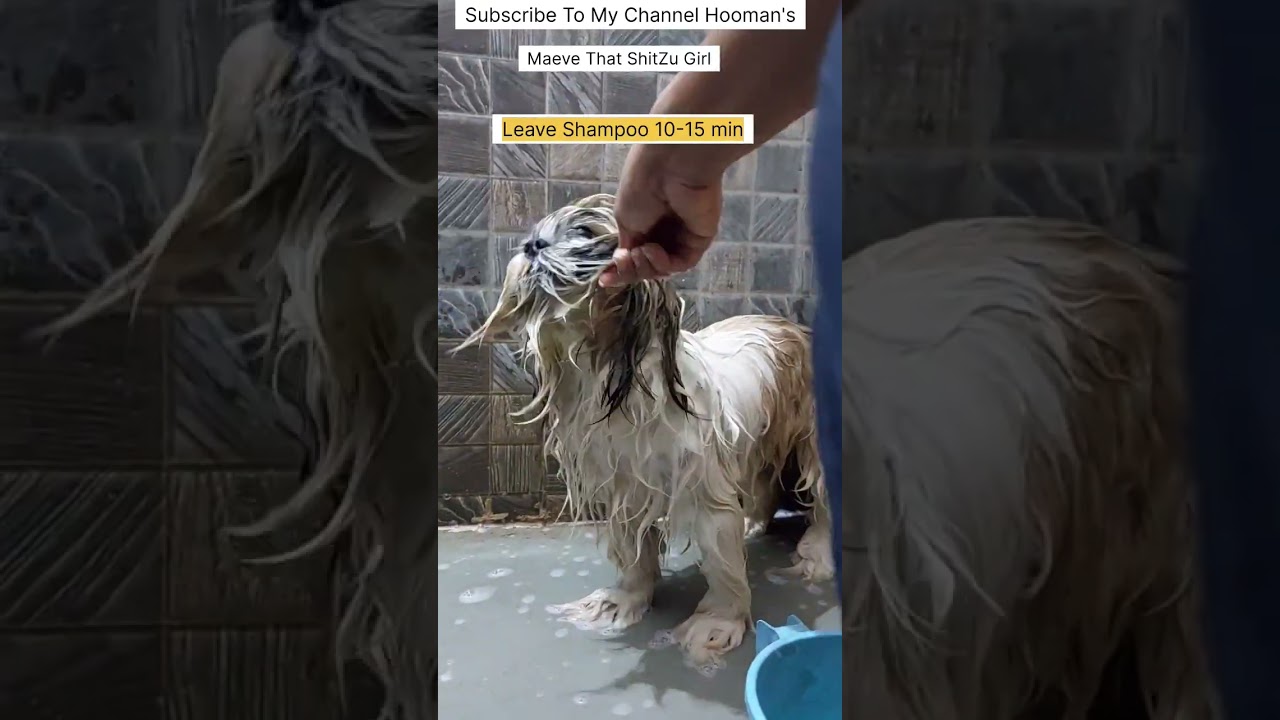 How to Give Your Dog a Bath at Home - The Ultimate Guide🛀🐶#shihtzu #dog #short #animal #how