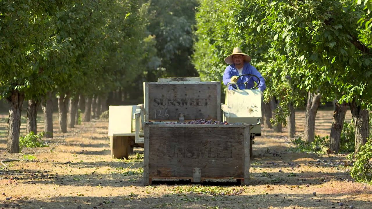 Prunes: California Sunshine in Every Bite (How We Make Dried Plums/Prunes)