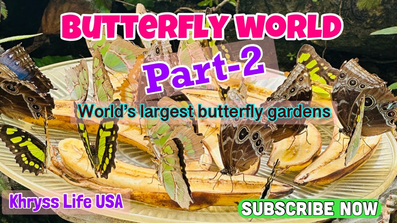 World’s Largest Butterfly Garden/ Butterfly World Part-2/ @KHRYSS LIFE USA