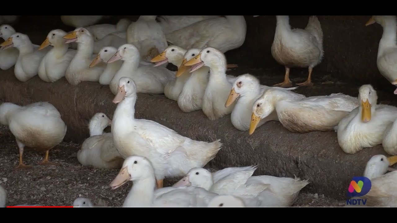 Agro Saúde e Cooperação - Patos e Marrecos