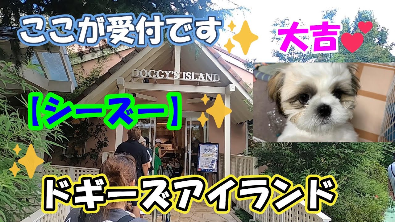 【シーズー】大吉💕　ドギーズアイランドに行くの巻