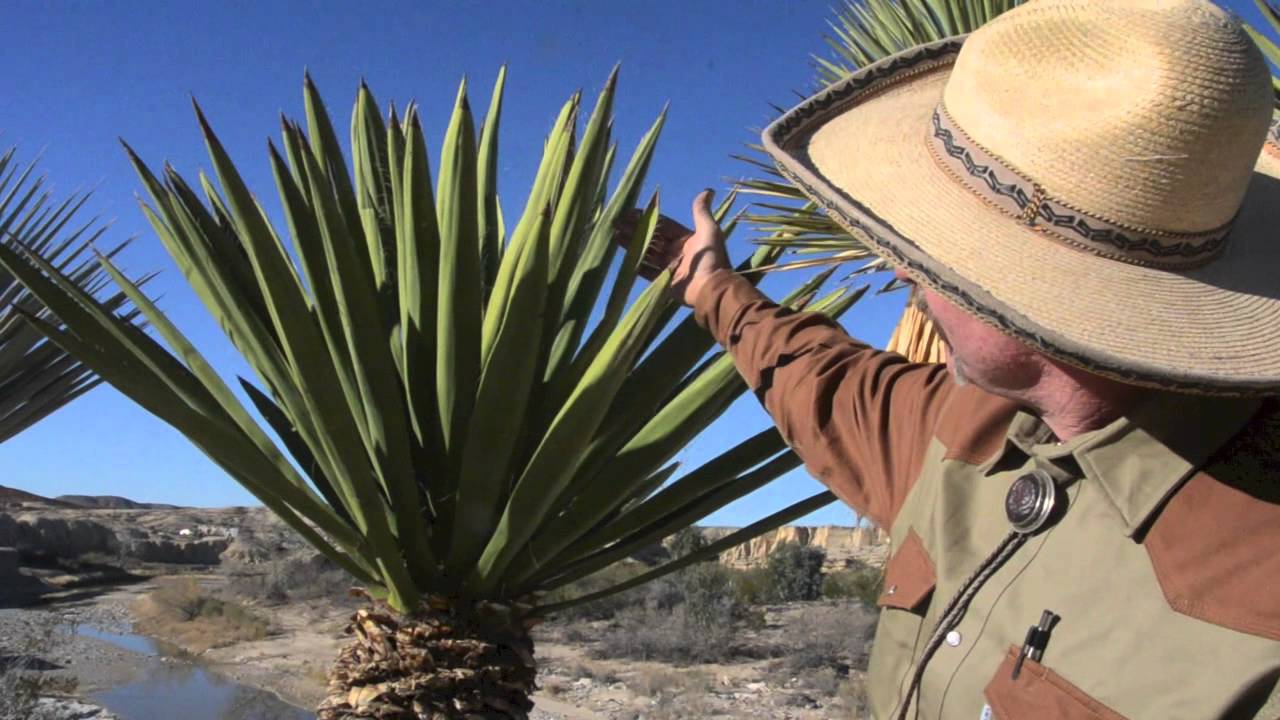 West Tex Plants Yucca