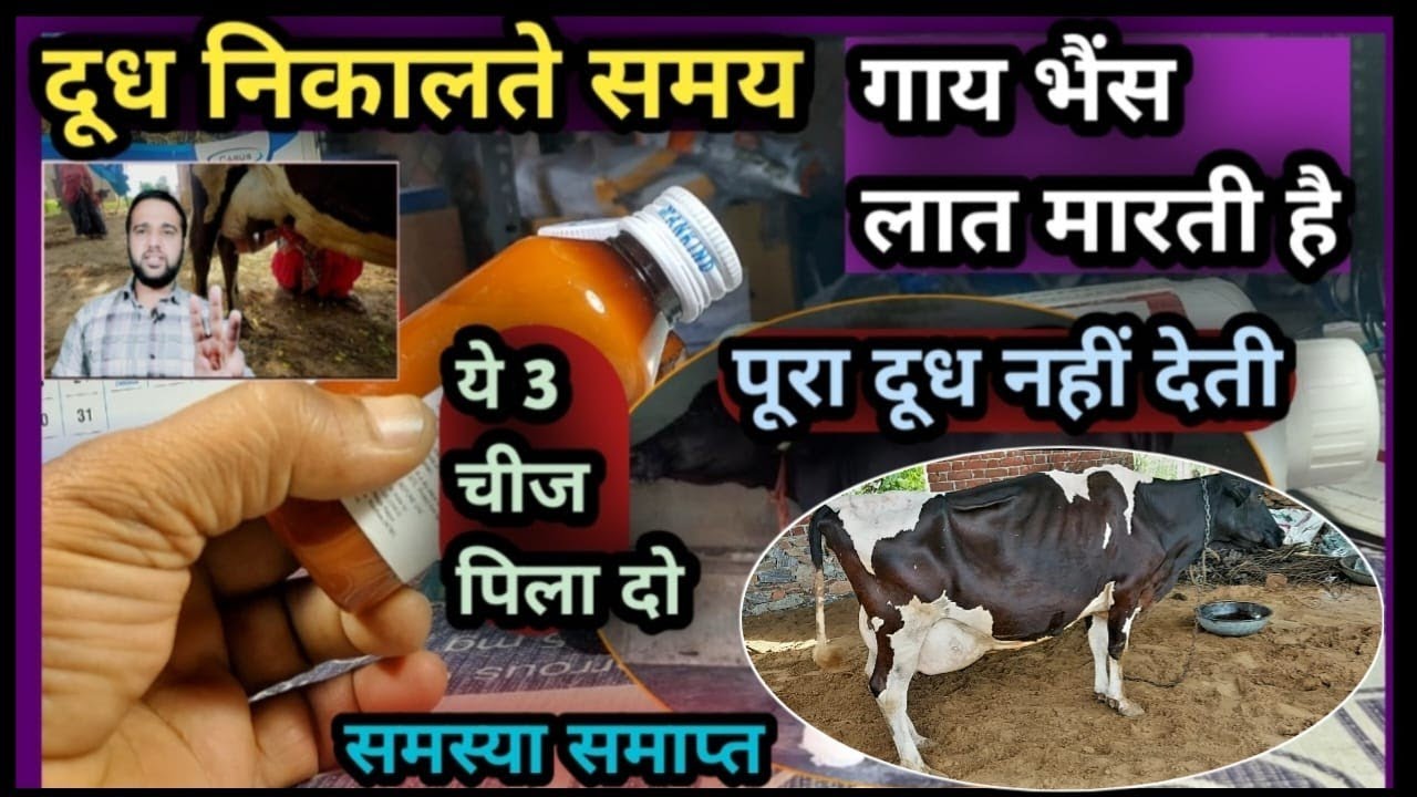दूध निकालते समय गाय भैंस लात मारती है||पूरा दूध नहीं देती😡 ये 3 चीज पिला दो 👉 समस्या समाप्त
