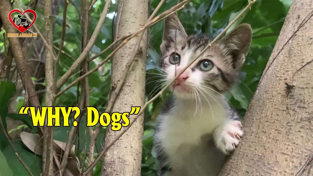 Rescued the kitten in Crisis Dog's Attacked, Kitten lying on the tree