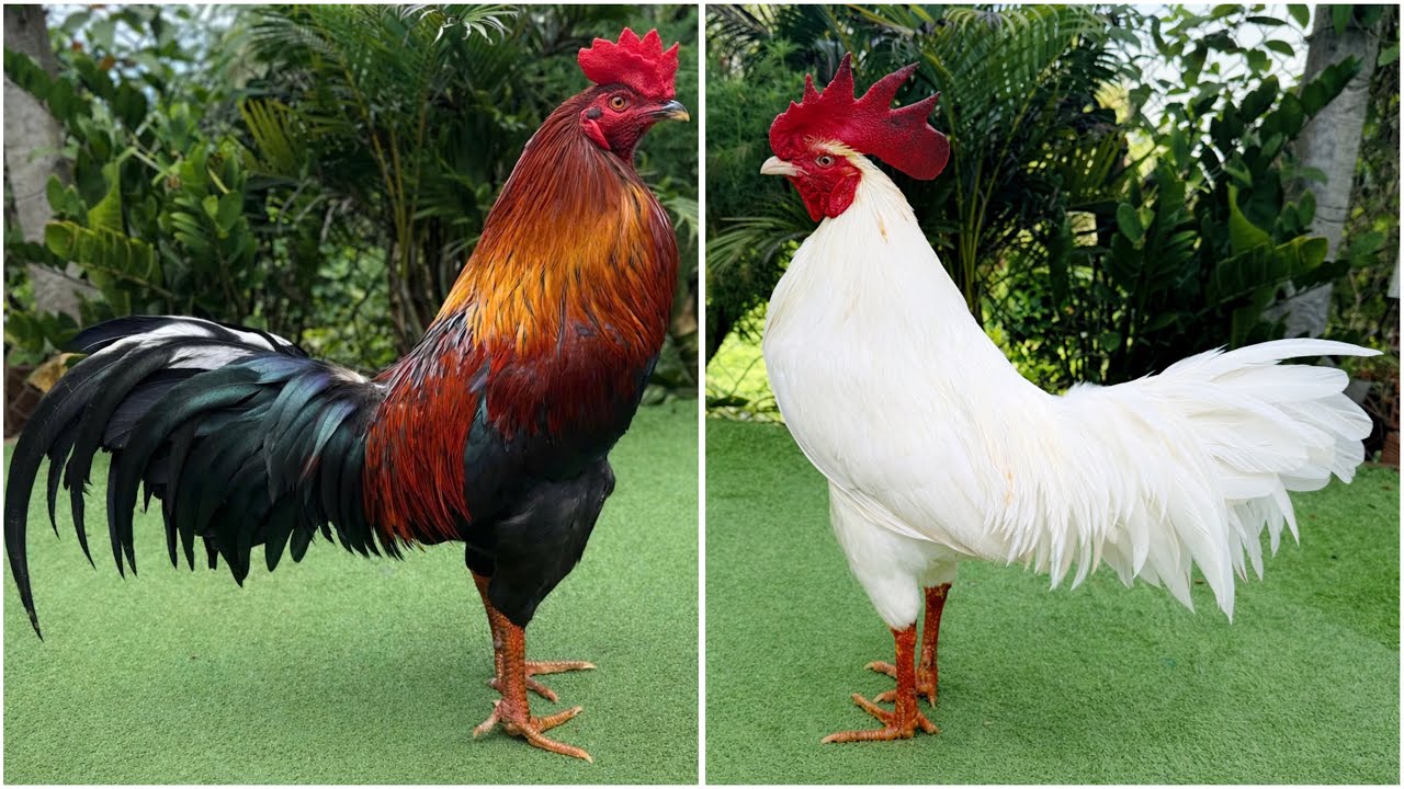 10/2 #top4 Em đã đủ chế độ cho ae đoán xuân Ae mến LH:0708.33.44.99 #xuhướng #thinhhanh #ganoi 