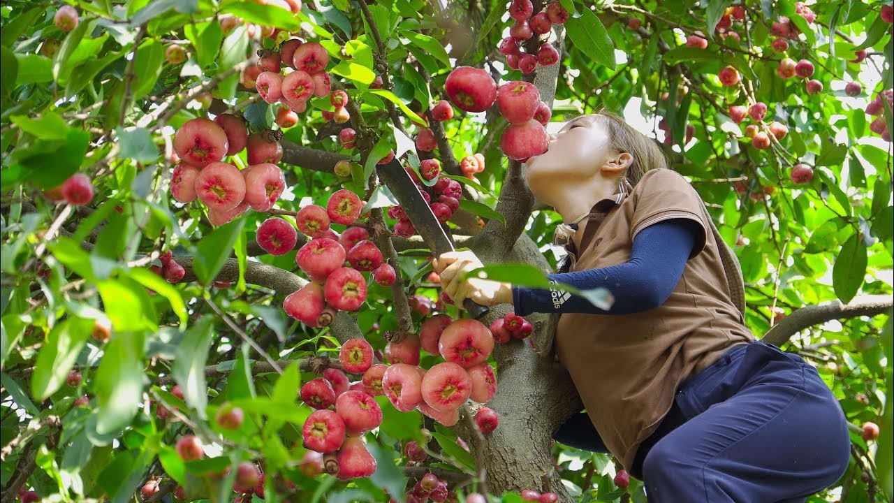 Harvesting Water Apple (Bell Fruit) Goes to the market sell  | L&yacute; Thị Hoa