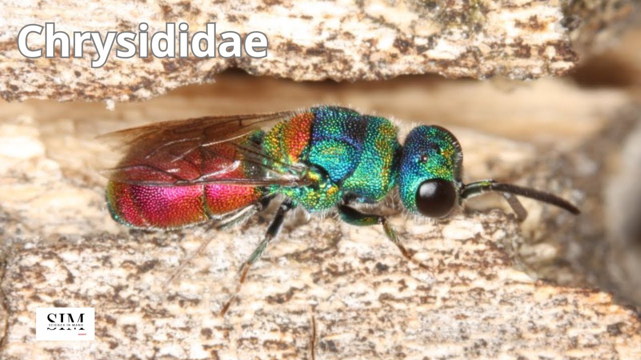 Chrysididae