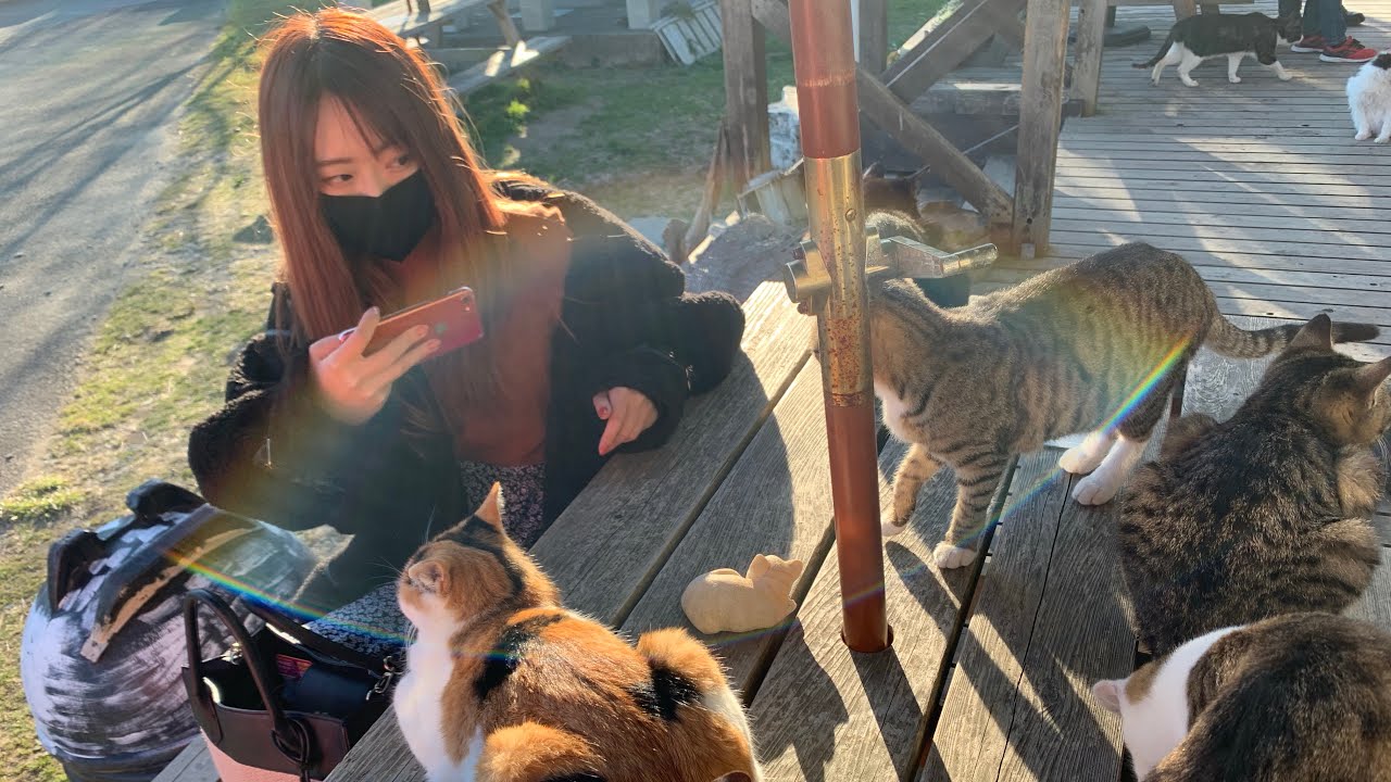 【田代島&網地島猫特集】猫好きの楽園に行ったら猫まみれになった🐈 🐾 Tashirojima Ajishima Cat Island in Japan