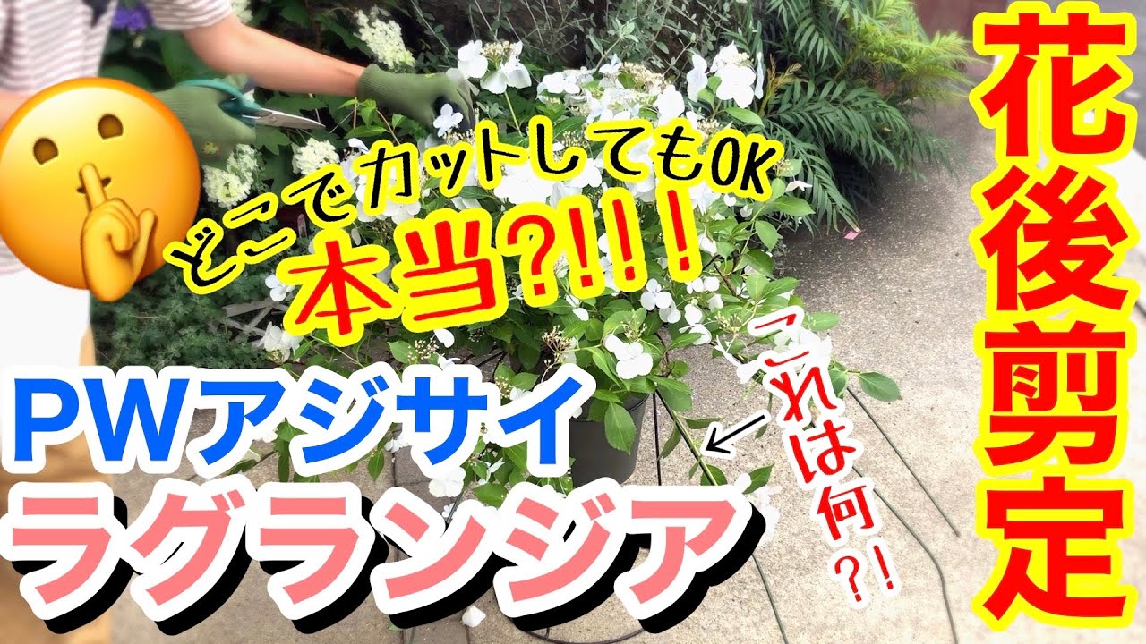 【アジサイ】PWラグランジアの花後剪定✂️/ 6倍の花付きがあるラグランジア、実はどこでカットしても良い⁈/ 1分で終える剪定‼️見本品のように枝垂れる剪定‼️を詳しくご紹介😊【ガーデニング】
