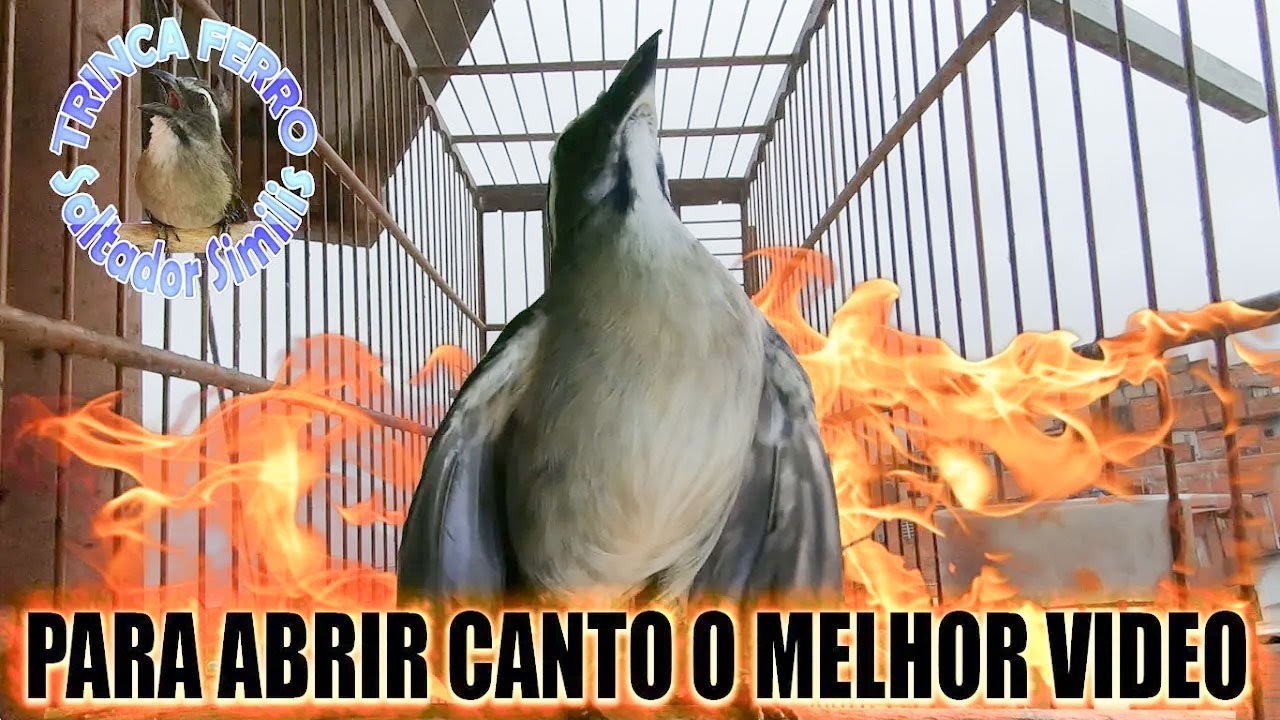 MELHOR ESQUENTA DE TRINCA FERRO FRIO TESTE O SEU