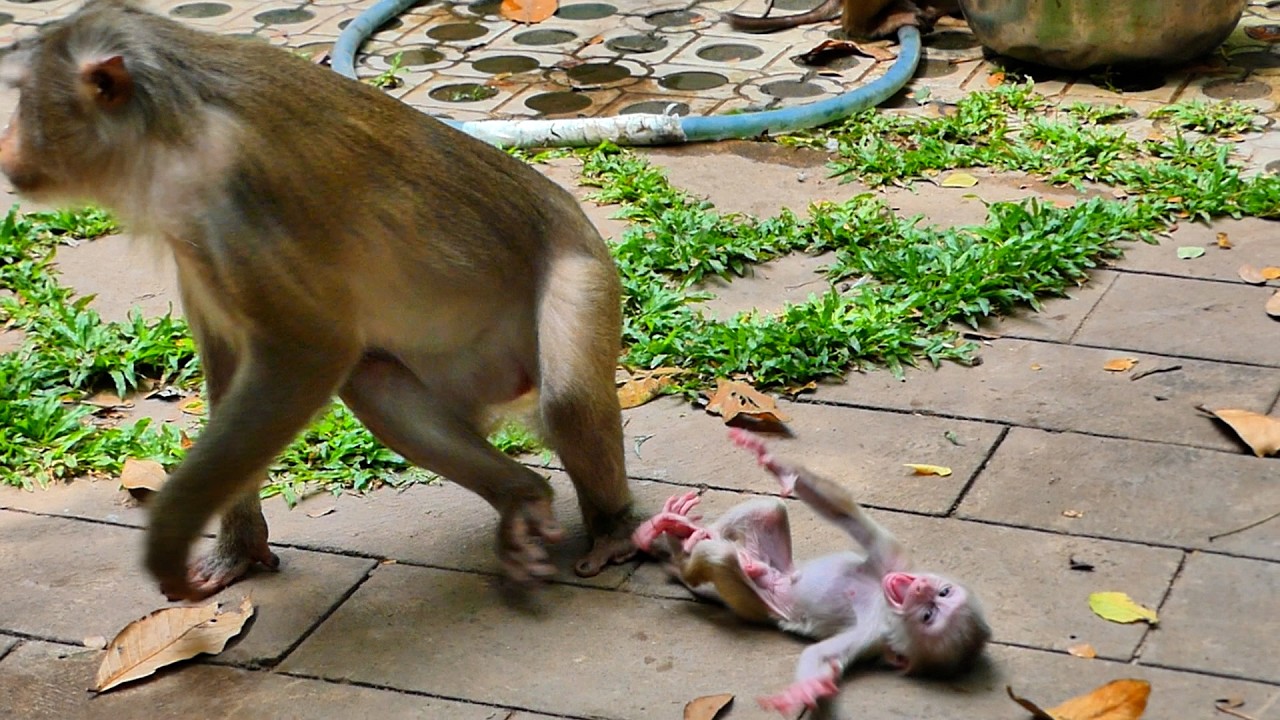 Understanding Macaque Vocalization and Distress During Separation