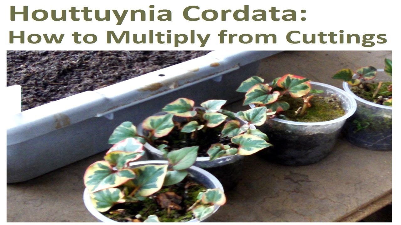 Propagating Houttuynia Cordata: How to Multiply From Cuttings