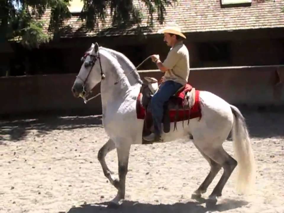 SAN MIGUEL TECOMATLAN EDO. DE MEXICO.CABALLOS CHARROS