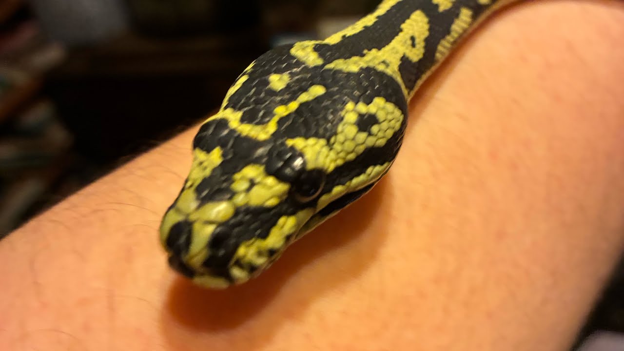 “Daily vlog 23”!#love #reptiles #pets #snake #2026 #nature #cute #cuteanimal 