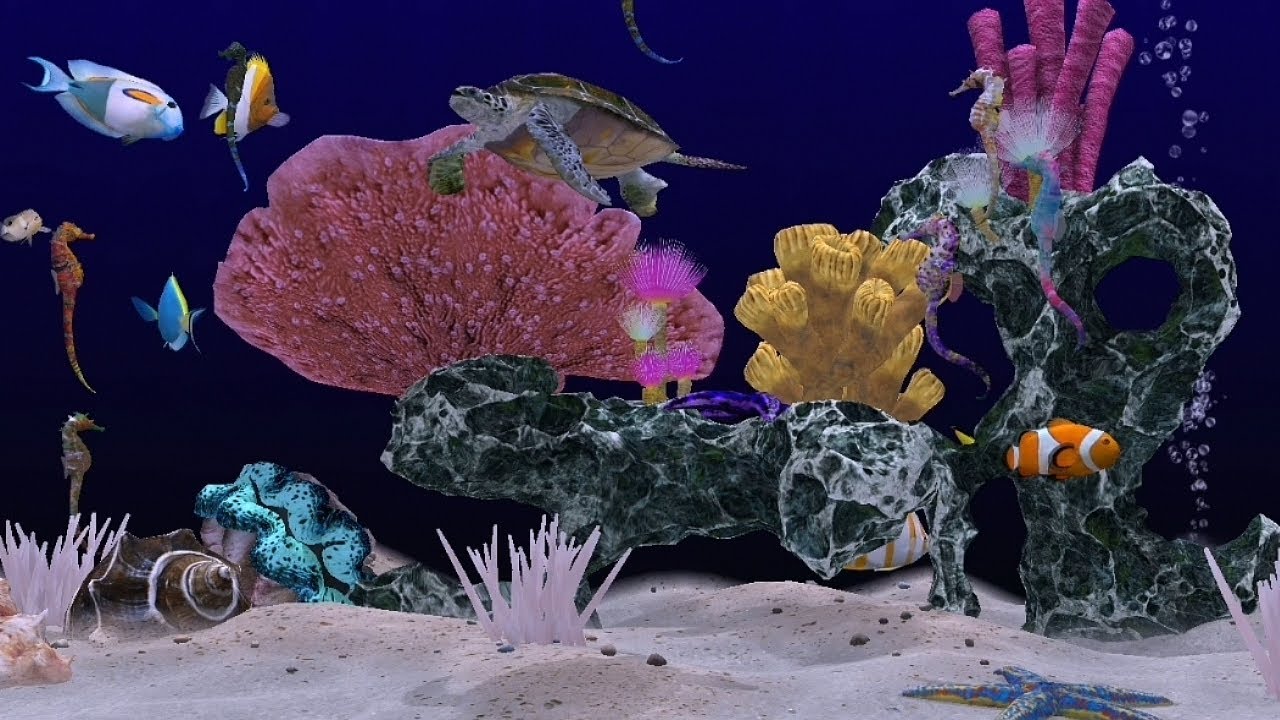 Entspannung Musik mit Fische Seesterne Seepferdchen Schildkröte #ambience Aquarium Heim TV Aquarium 