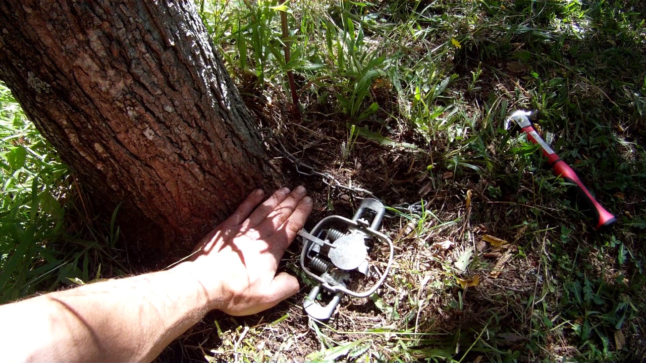 the proper way to use a no 1 leg hold trap for possums