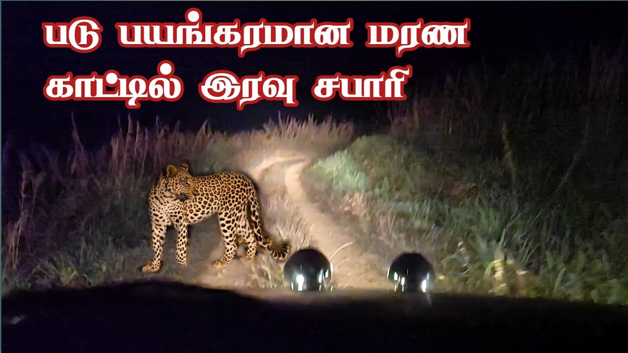 Deadly Dense Forest Night Safari | Genepool Echo Park Nadugani | Jolly Trip