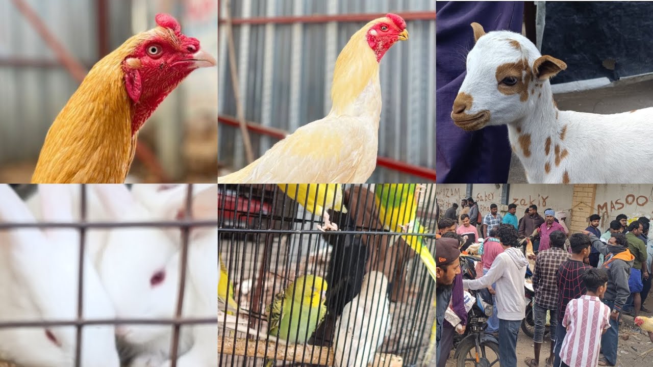 Erragadda Sunday Market 🐓🐓#birds #birdsmarket #aseelmurga #.1.2.2026