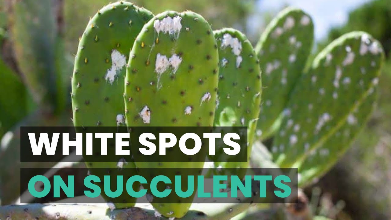 WHAT ARE THOSE WHITE SPOTS ON YOUR SUCCULENTS? | SUCCULENTS CARE TIPS