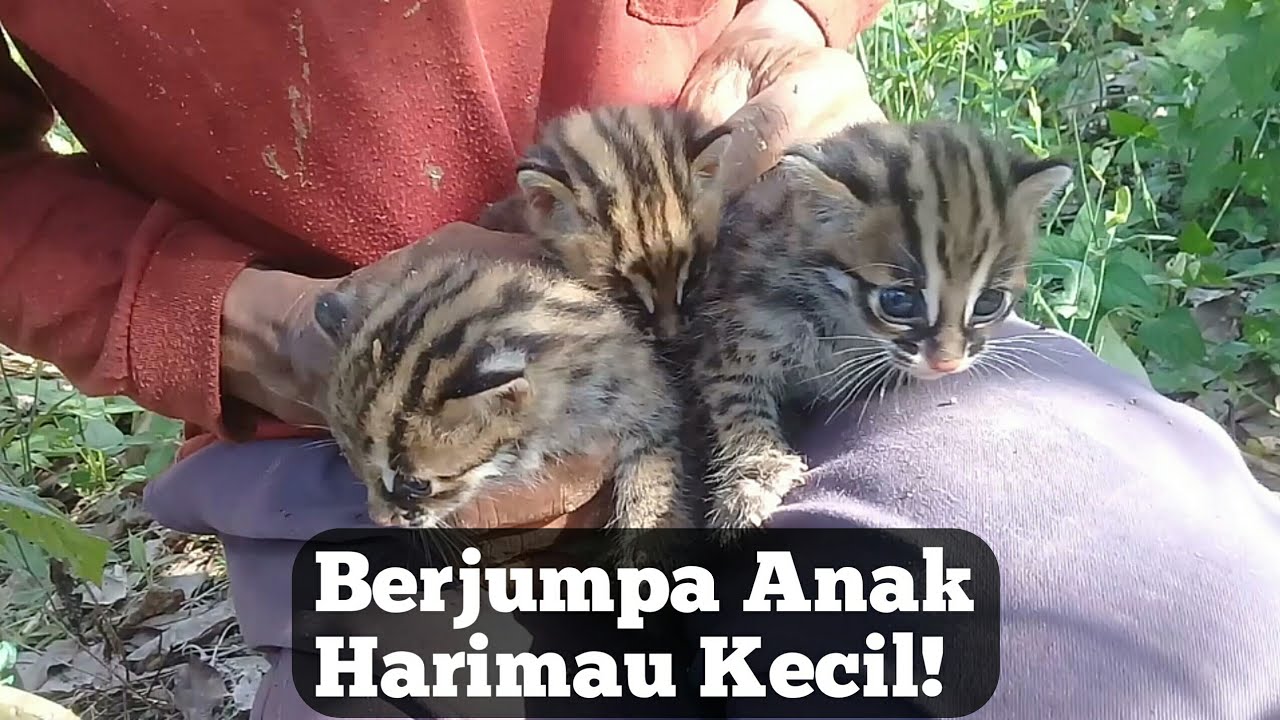 BERJUMPA TIGA ANAK HARIMAU KECIL DI KEBUN!