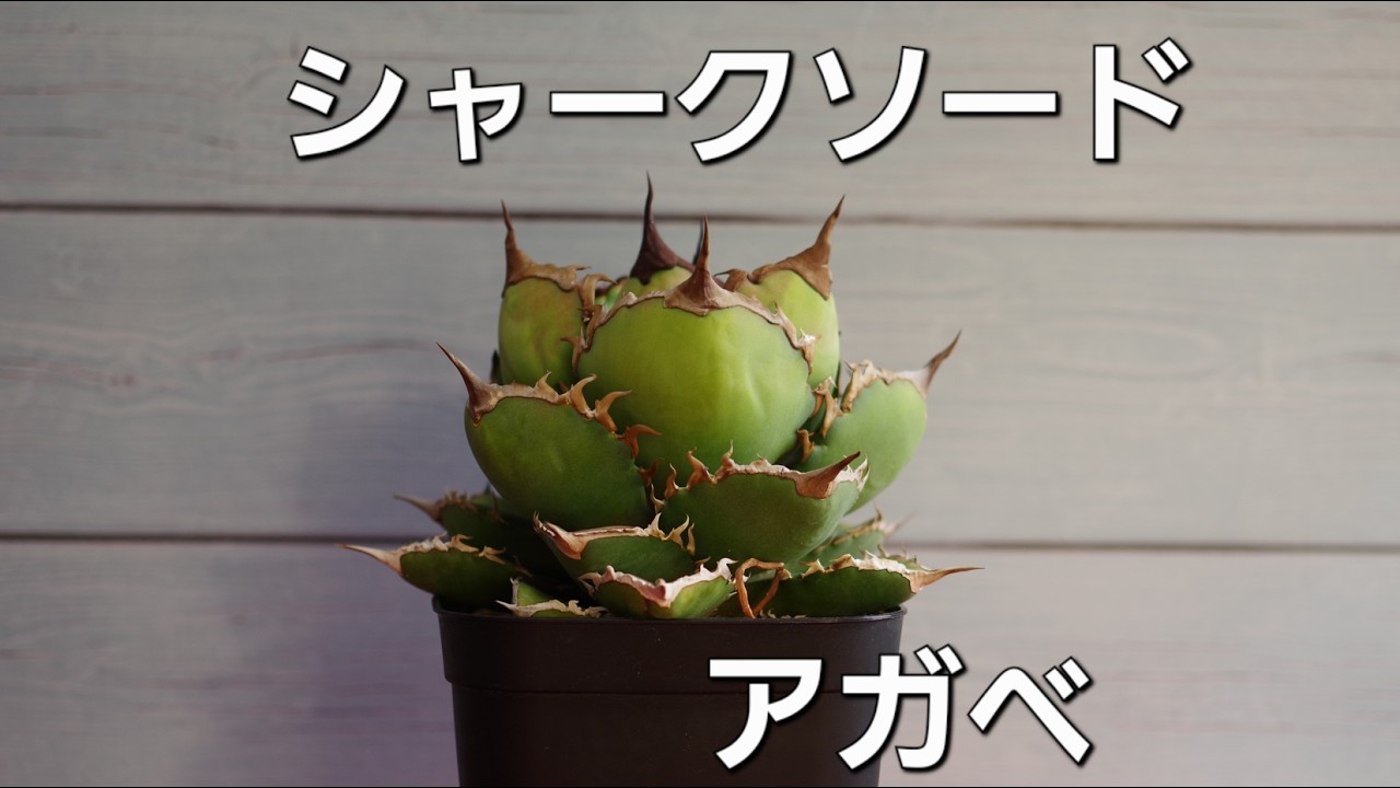 アガベを見て話す！ 雑談 ♯51 シャークソード　チタノタ