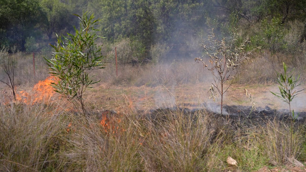 Cool Burning for Culture and Ecological Knowledge at Gunnedah