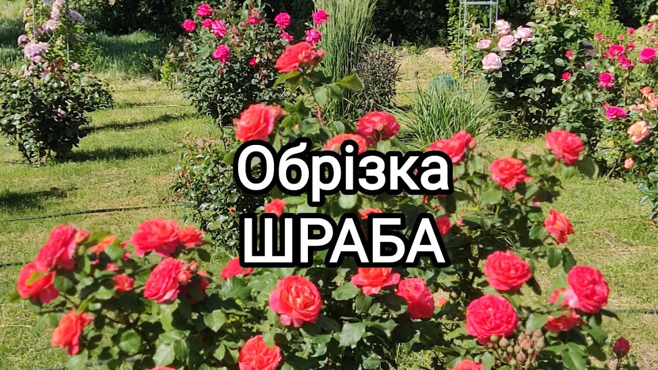 Обрізка шраба Емільєн Гійо