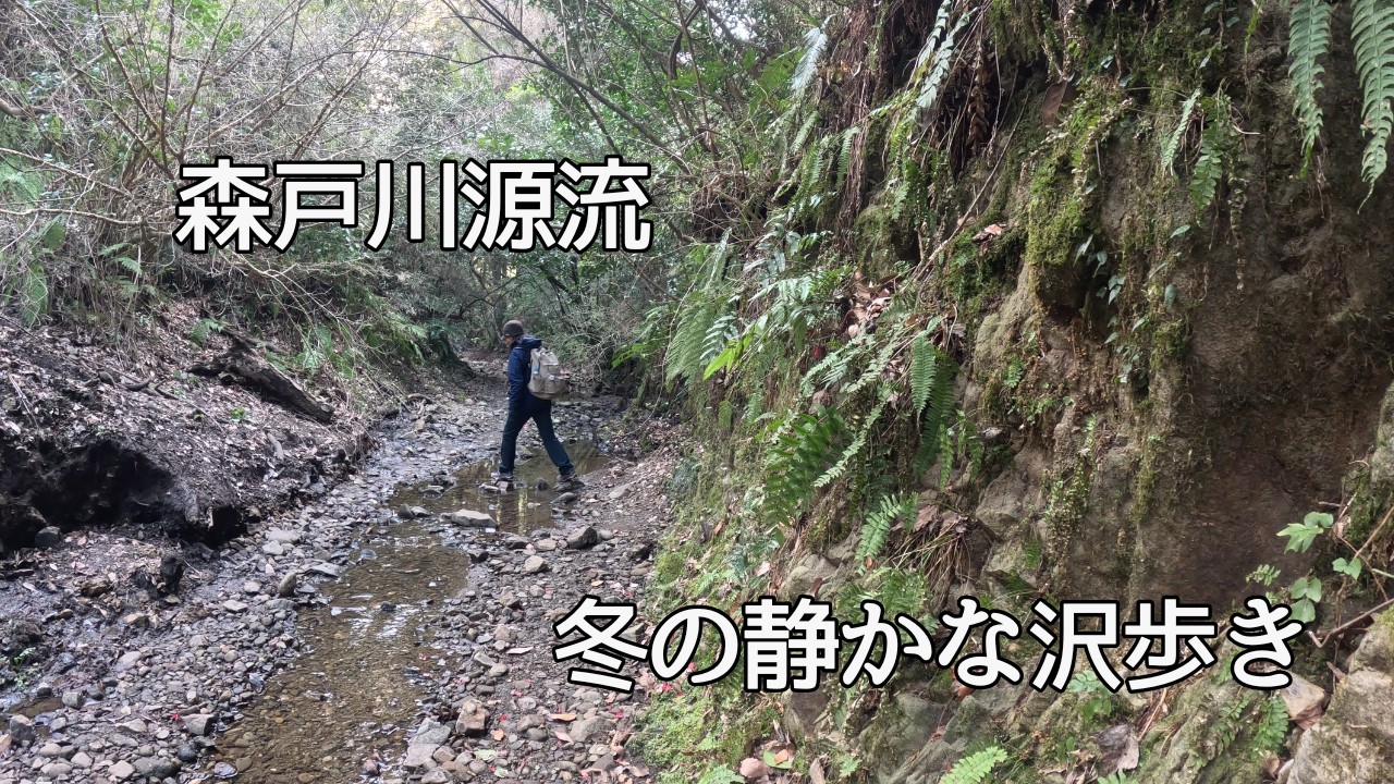 三浦半島随一の秘境【森戸川源流】冬の静かな沢歩き、水量少なめ【初心者OK】