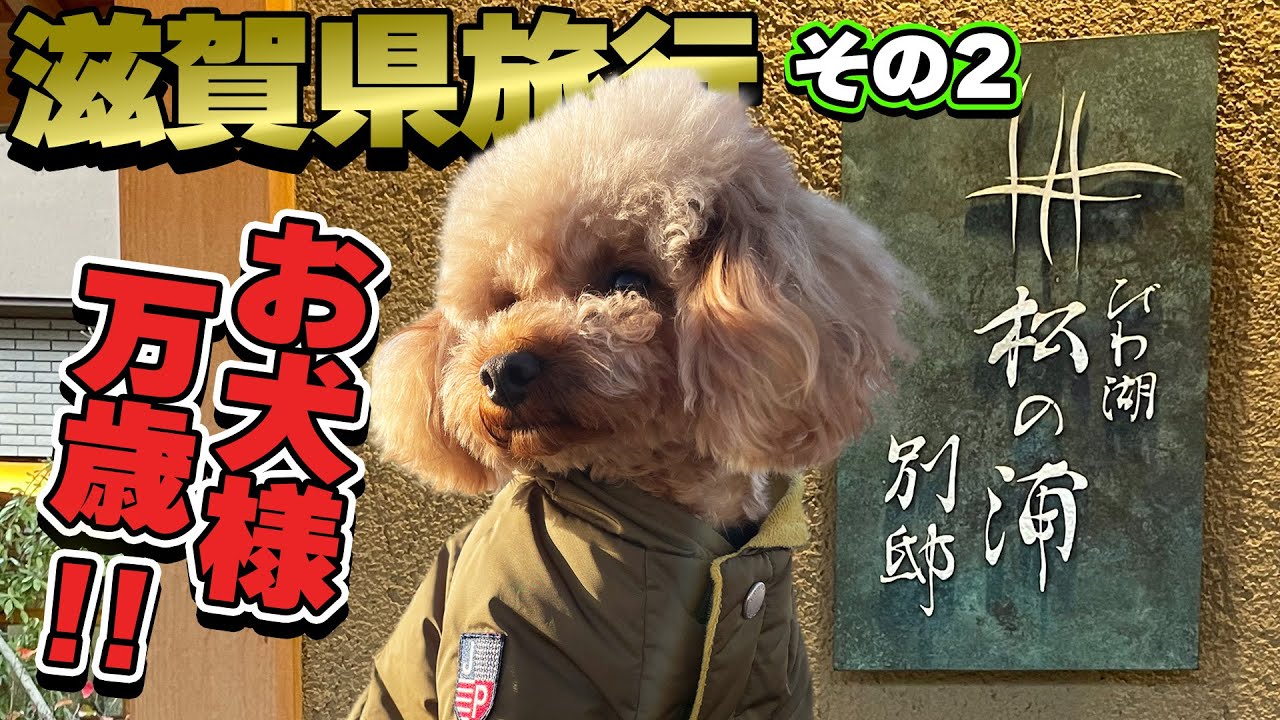 【トイプードルのテト】愛犬と滋賀県へお出かけ『びわ湖松の浦別邸』人気過ぎて予約困難、スペシャル待遇お犬様万歳‼️