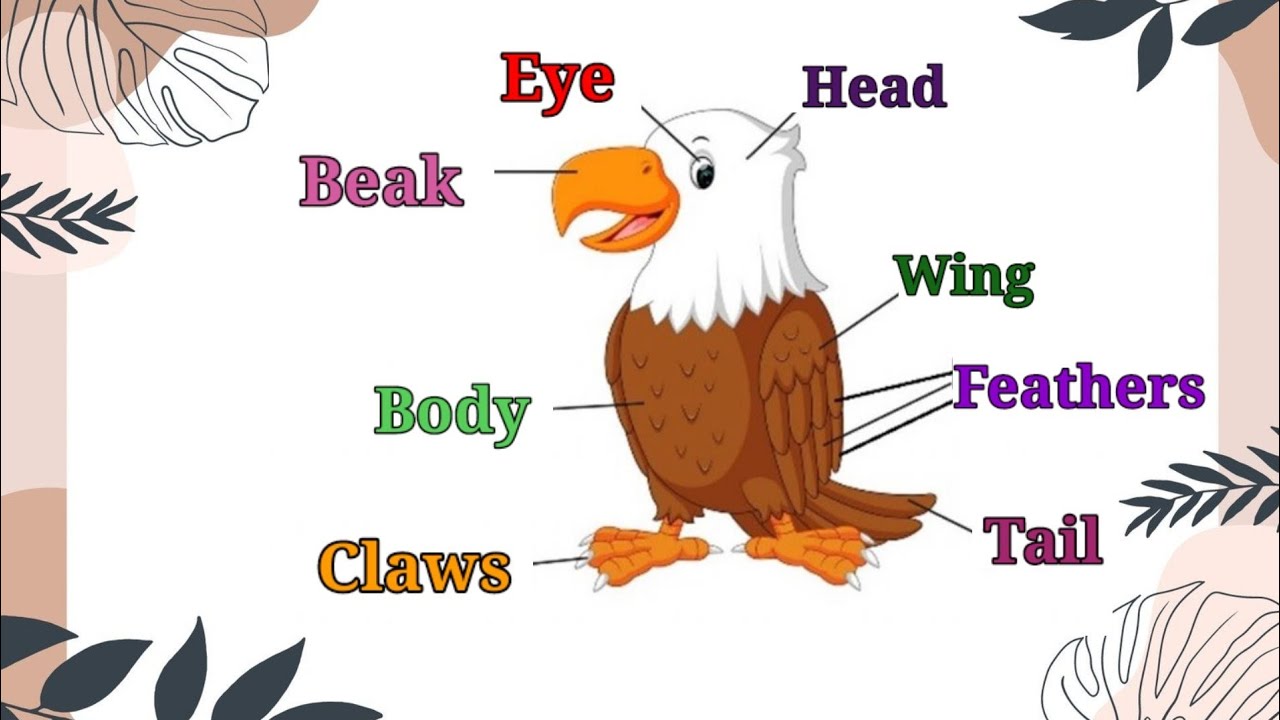 Birds | parts of body of a bird | Body parts of a bird | external parts of a bird | Birds body