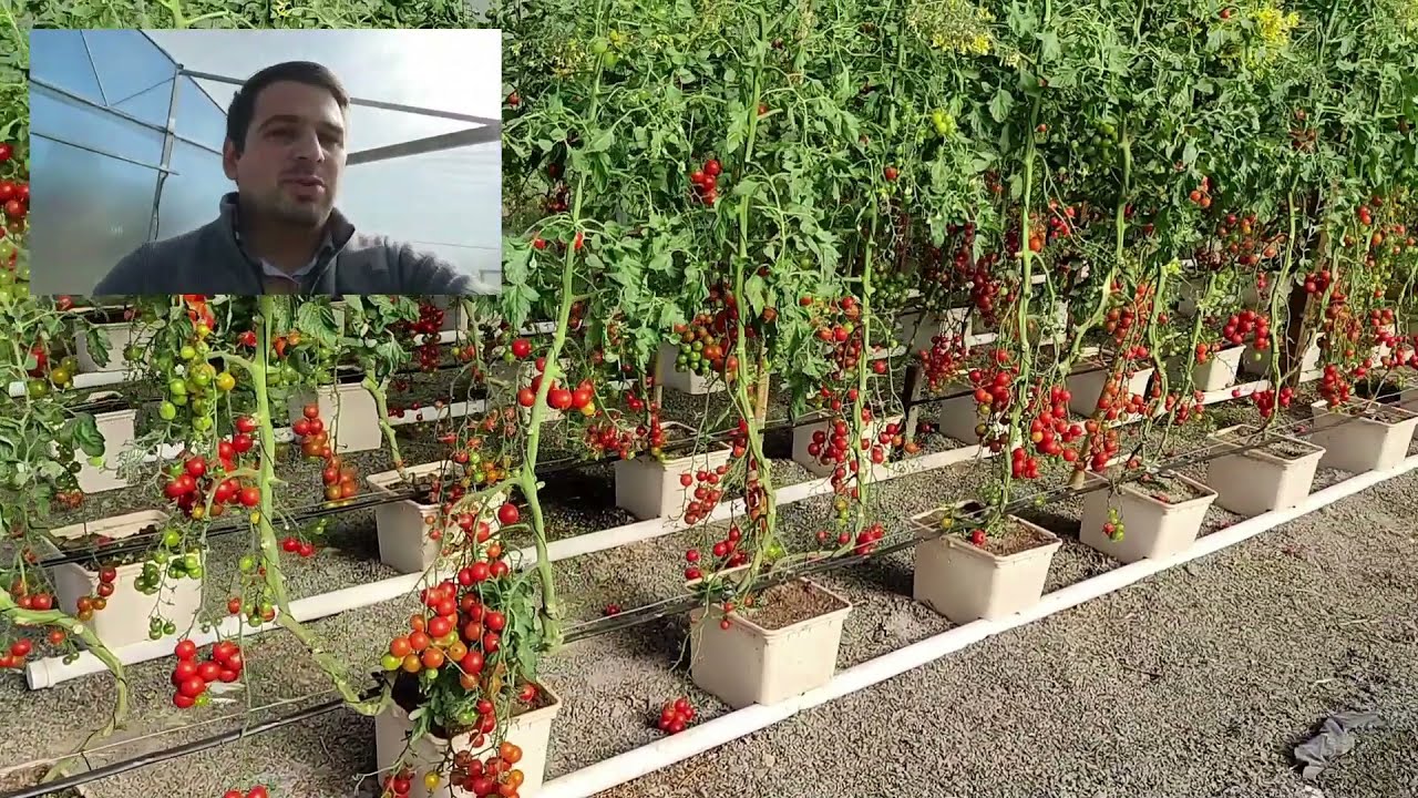 Aquaponia comercial de tomates - Método AquaTomates