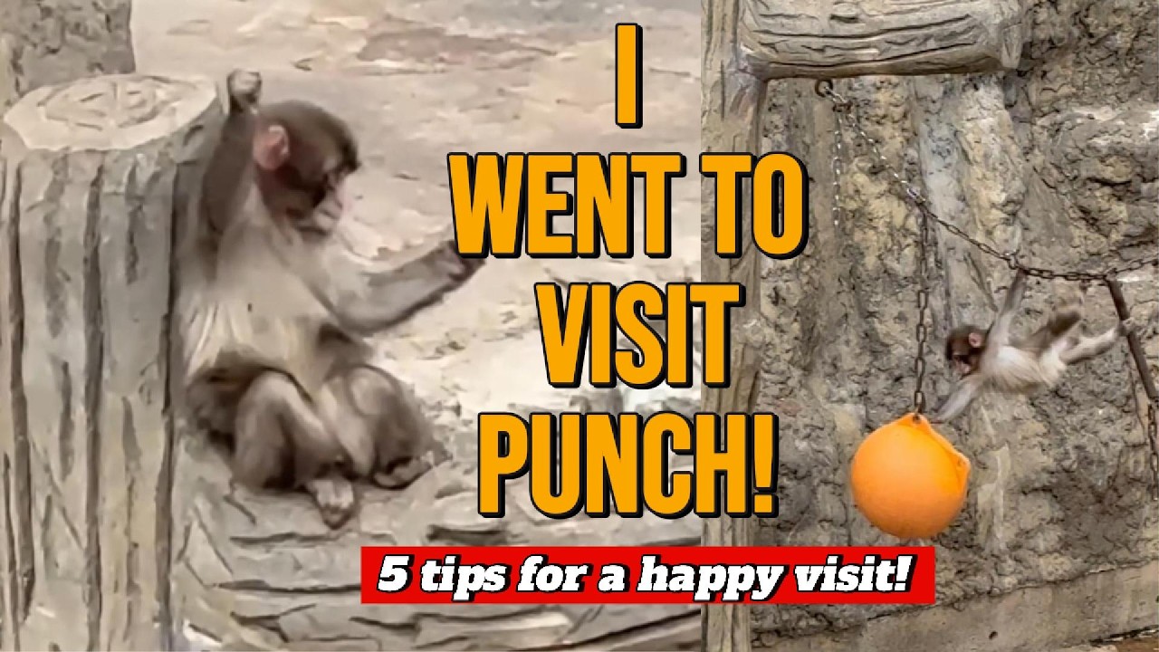 Visiting Punch at the Ichikawa City Zoo🐒 5 Tips for a Happy Visit
