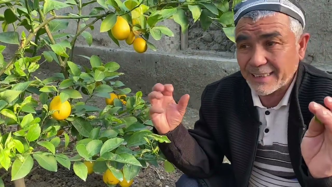 ЛИМОНЛАР .КАСАЛИКЛАРИНИ .ВА МЕВАЛАРДАГИ ЕЛИМ КАСАЛИНИГА.... УДАР МАКС .....ВИТАМИНИ...908530467