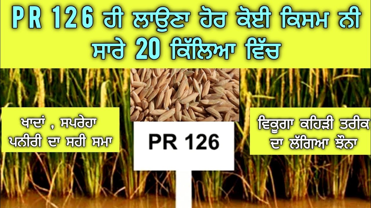 PR 126 DETAIL (2025 ਵਿੱਚ ਵਿਕੂਗਾ? ਕਹਿੜੀ ਤਰੀਕ ਦਾ ਲੱਗਿਆ ਝੌਨਾ ਸੈਲਰ ਵਾਲੇ ਲੈਣਗੇ),ਖਾਦਾਂ, ਪਨੀਰੀ ਦਾ ਸਹੀ ਸਮਾ